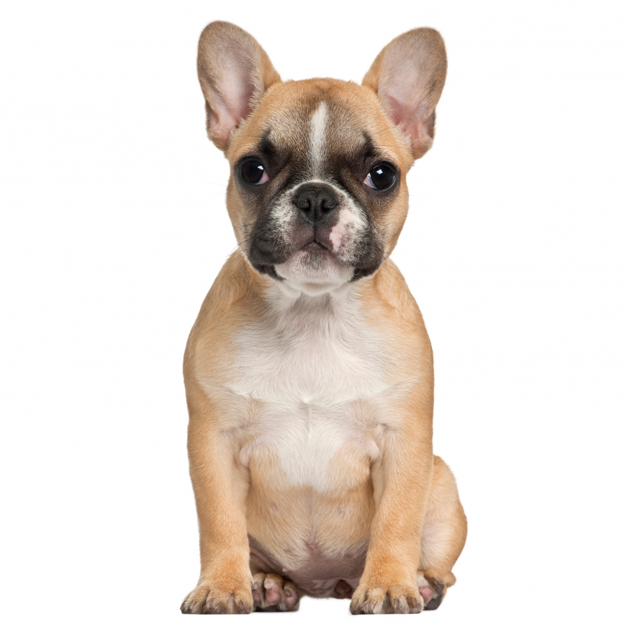 Franse Bulldog pup kopen?