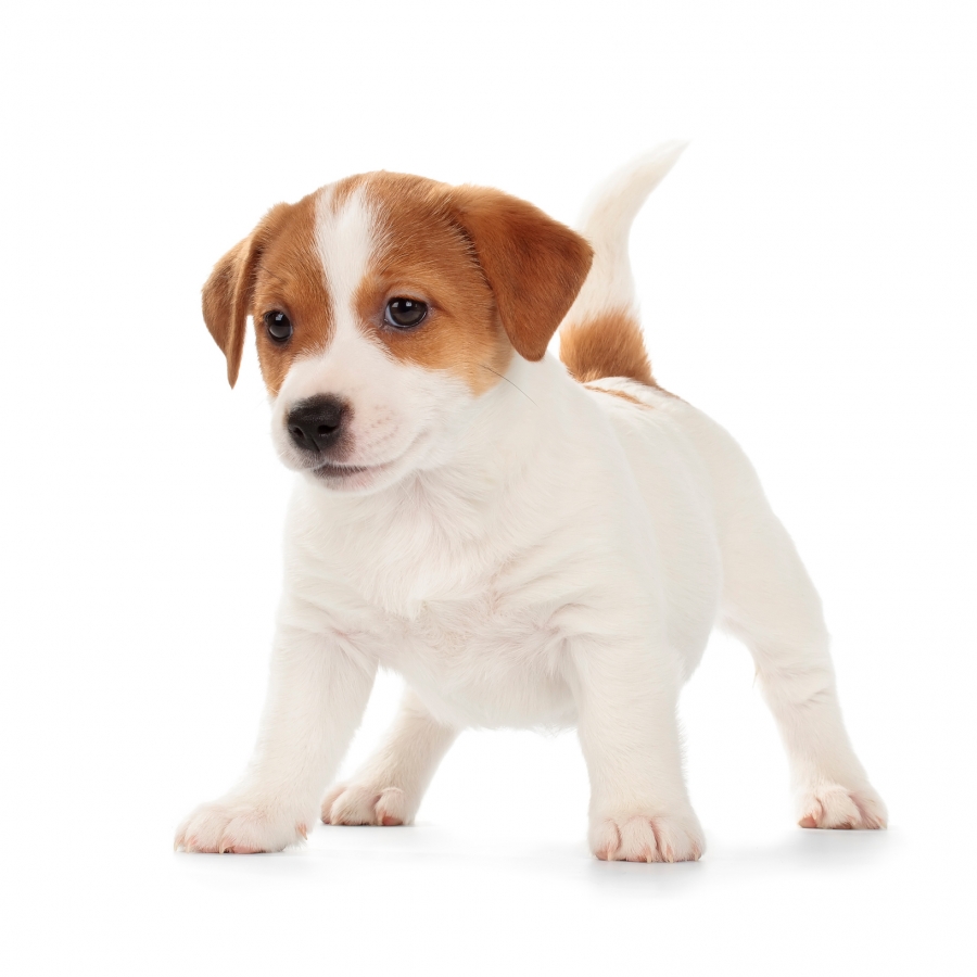 Acheter un chiot Jack Russell?