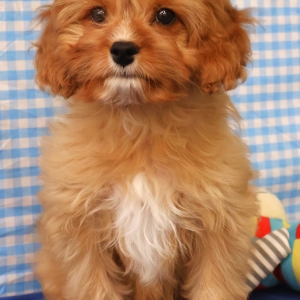 Adorables chiots croisé