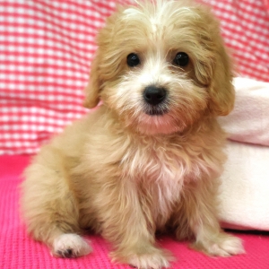 Adorables chiots croisé