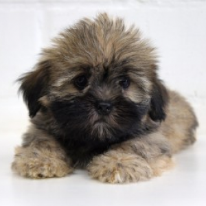 Lhasa Apso