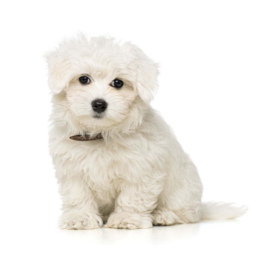 Acheter chiot Bichon Maltais?