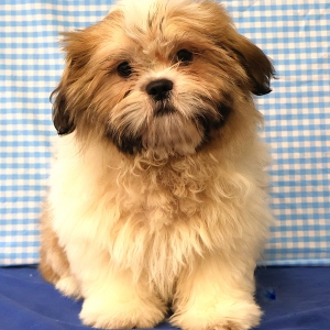 Shih Tzu
