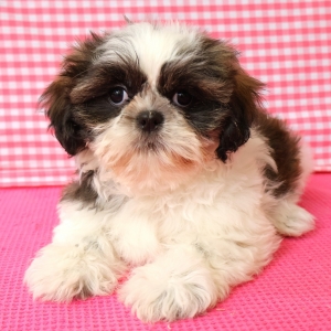 Shih Tzu