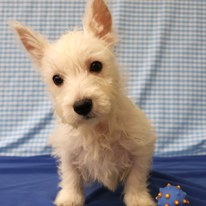 West Highland White Terrier (Westie)
