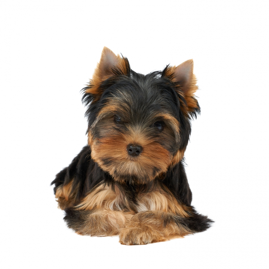 Acheter chiot Yorkshire?